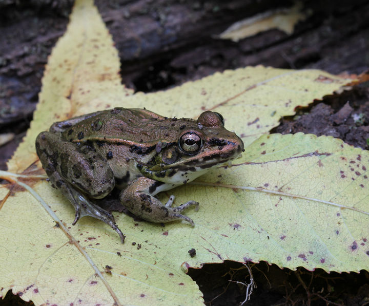 Leopard Frog